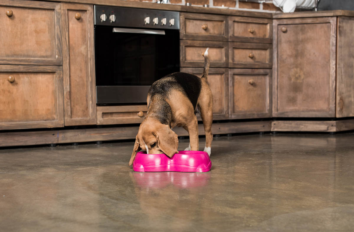 Як правильно годувати собаку сухим кормом: 5 принципів
