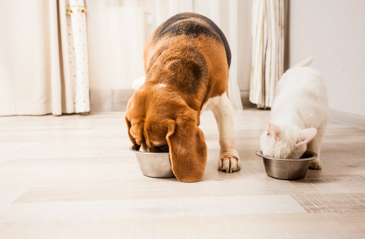 Як правильно годувати сухим кормом