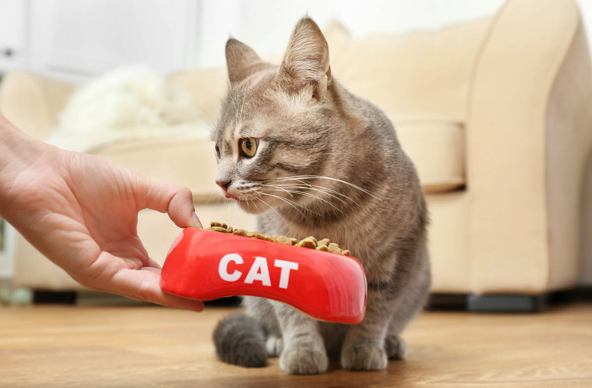 Як привчити кота до сухого корму