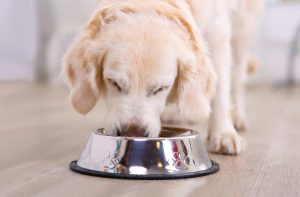 Як привчити собаку до сухого корму.