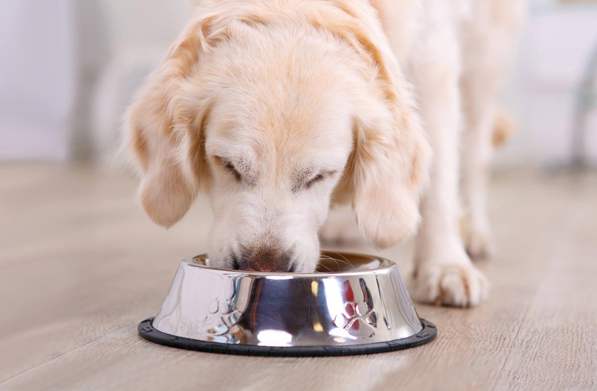 Як привчити собаку до сухого корму