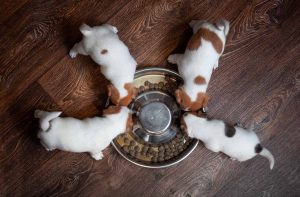 Як привчити цуценя до сухого корму?