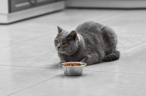 Як вибрати сухий корм для кішки?