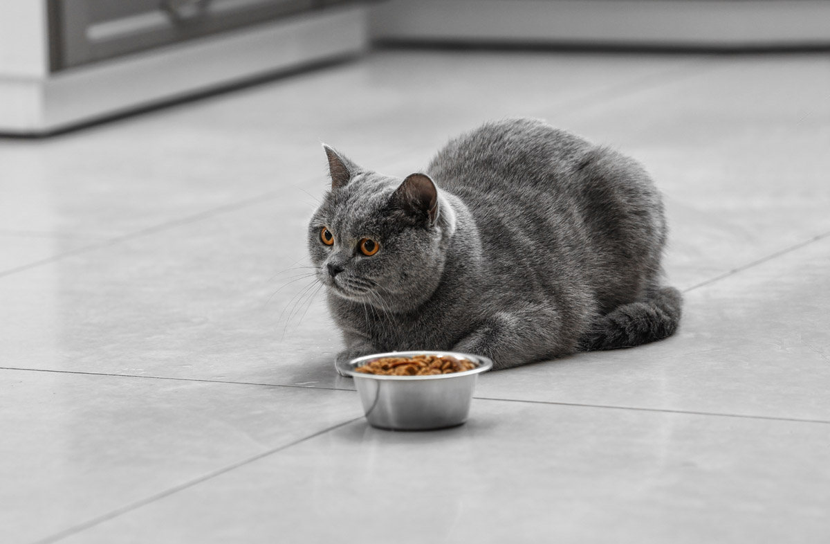 Як вибрати сухий корм для кішки