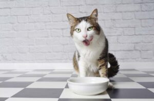 Як визначити якість сухих кормів для кішок.