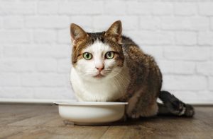 Який корм краще давати кішці?