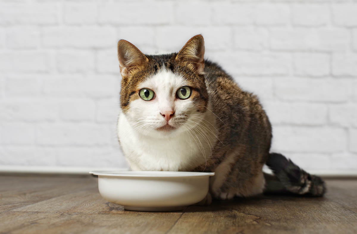 Який корм краще давати кішці