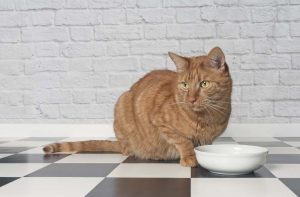 Який корм краще для кішок?