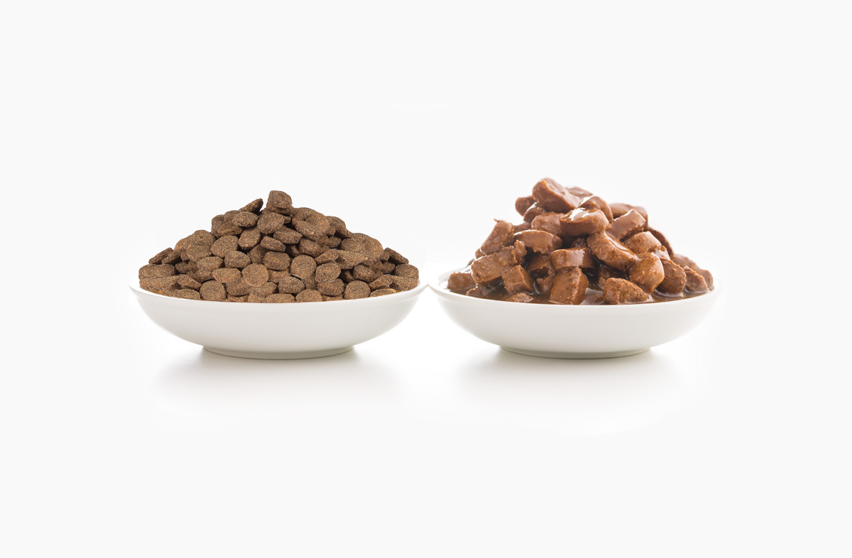 Який корм краще, сухий або вологий