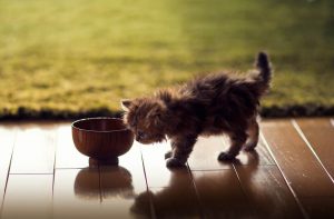 Яким сухим кормом годувати кошеня?