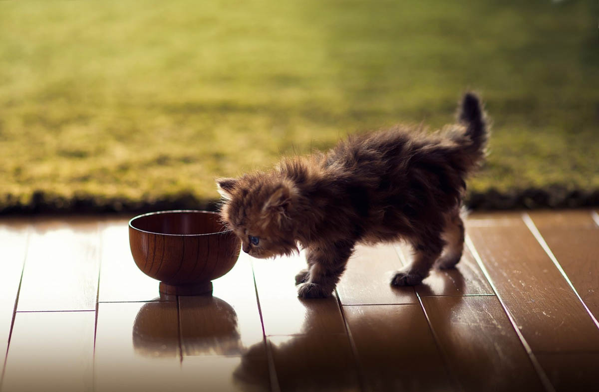 Яким сухим кормом годувати кошеня