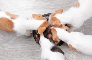 Яким сухим кормом годувати цуценя?