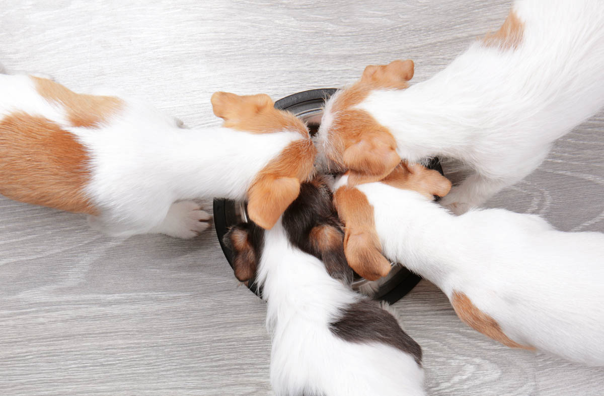 Яким сухим кормом годувати цуценя