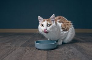 Яким сухим кормом краще годувати кота?