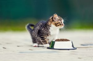 З якого віку годувати кошеня сухим кормом?