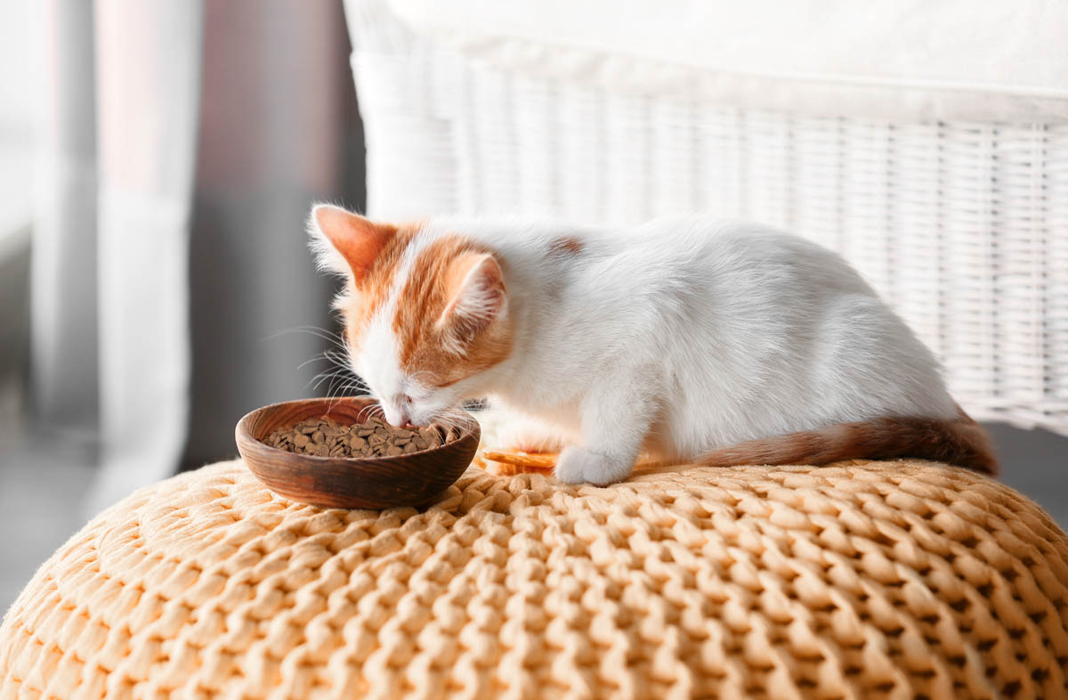 З якого віку кошенятам можна сухий корм