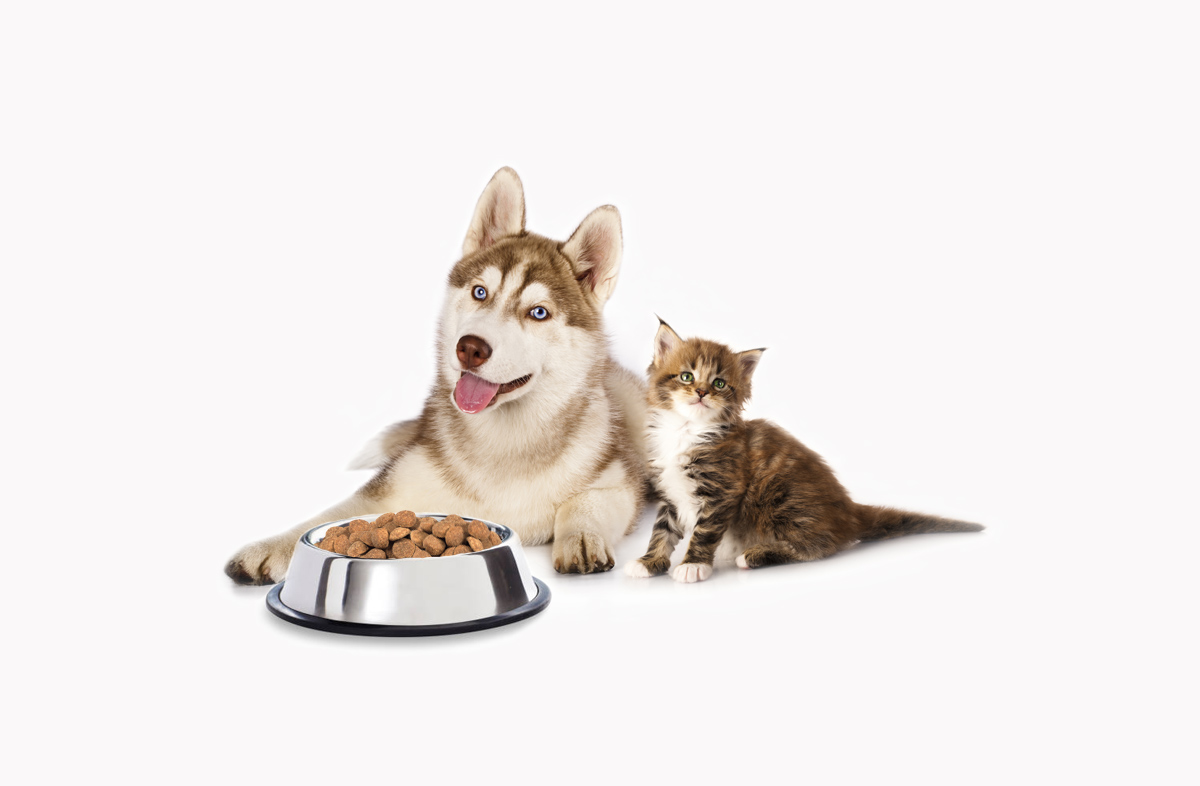 З якого віку можна давати сухий корм