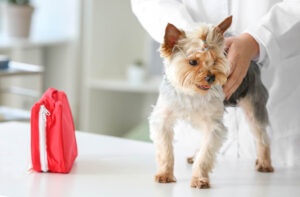 Запор від сухого корму: причини і вирішення проблеми.