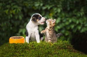 Зі скількох місяців можна давати сухий корм?