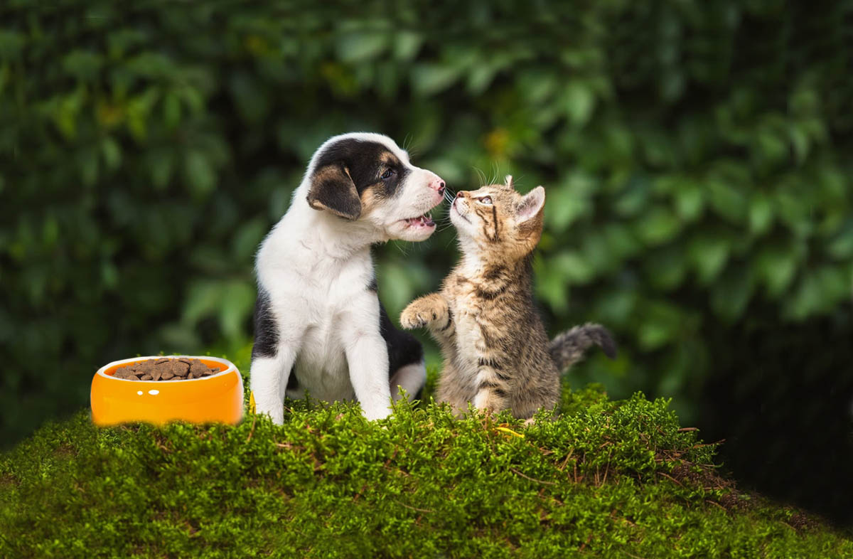 Зі скількох місяців можна давати сухий корм