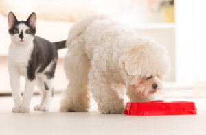 Білок в кормах для тварин.