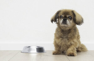 Чи буває корм без білка?