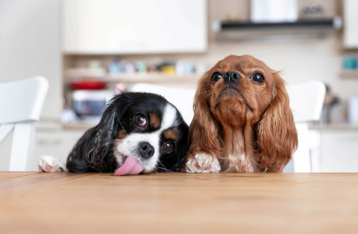 Чи можна давати собаці дитяче харчування