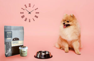Добовий раціон собаки: норми годування.