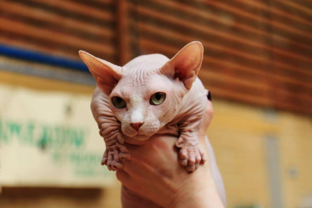 Доброзичливі кішки бамбино