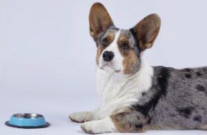 Дворазове харчування собаки.