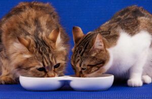 Годуємо кішку різними сухими кормами.