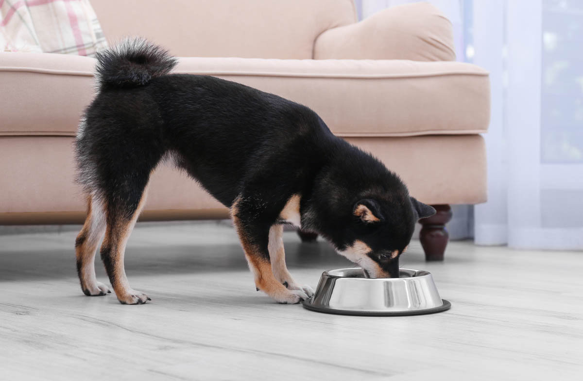 Годування собак сухим кормом і натуральною їжею