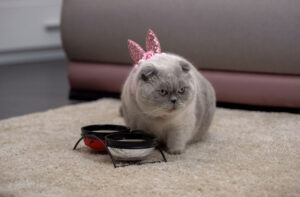 Харчування дорослої кішки особливості раціону.