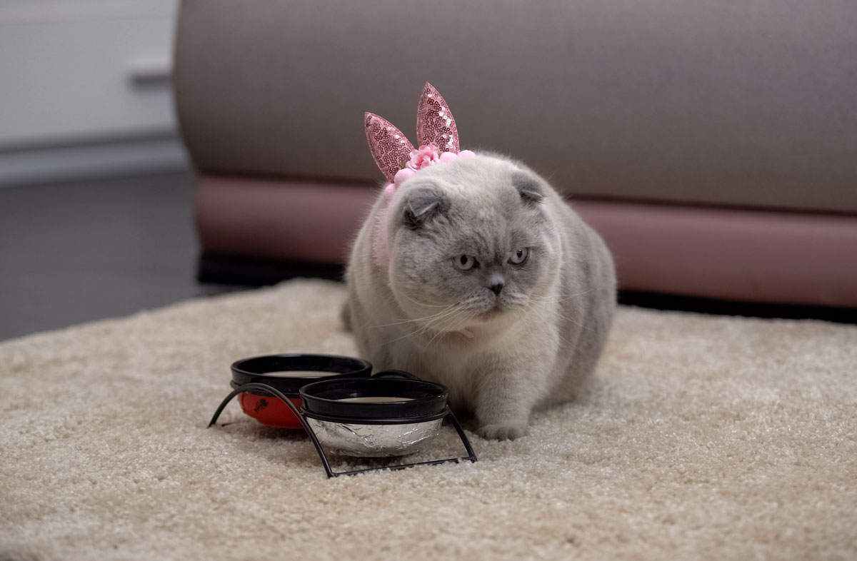 Харчування дорослої кішки особливості раціону