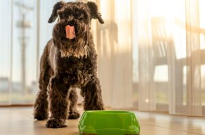 Харчування собак при ожирінні.