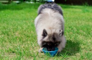 Харчування собак в розпліднику.