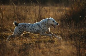 Харчування собаки породи алабай.