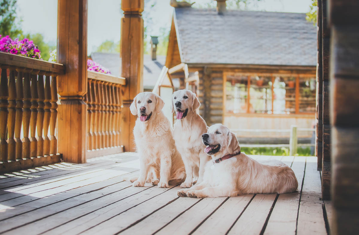 Харчування собаки породи лабрадор