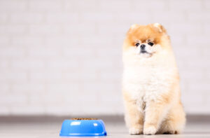 Харчування собаки породи шпіц.