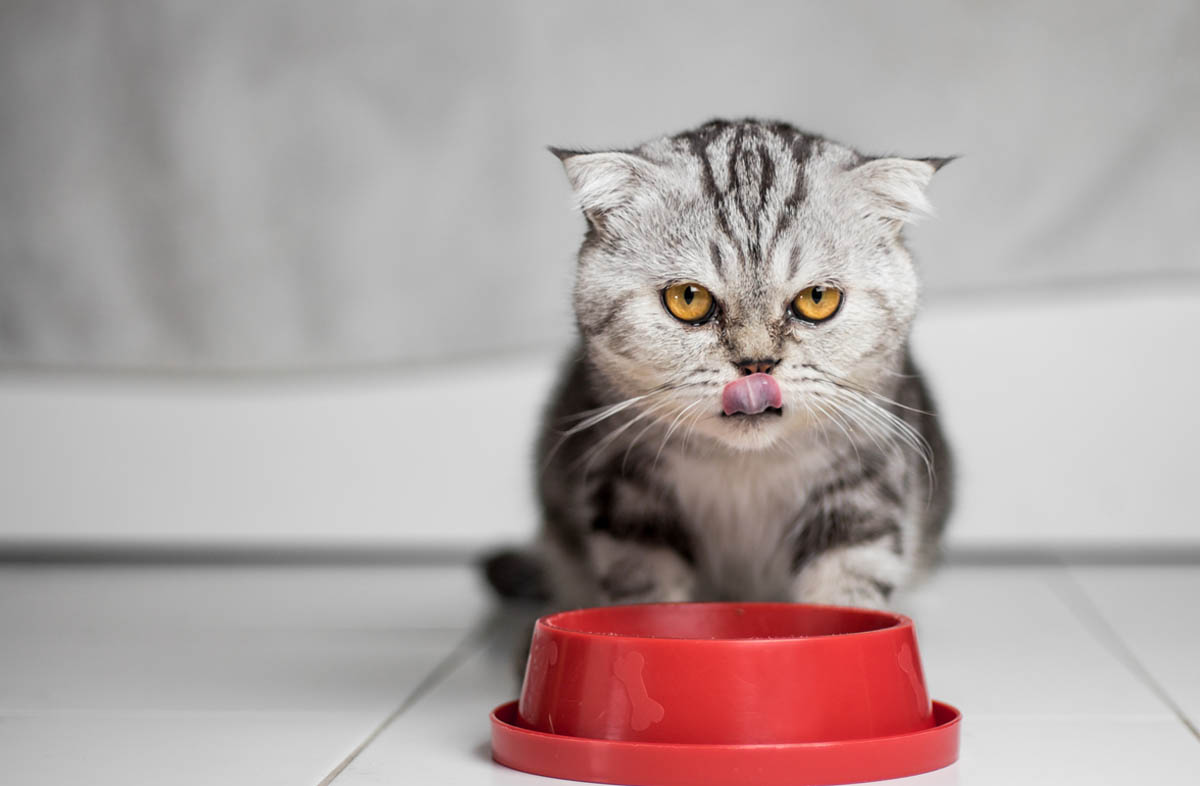 Корм для кішок, спрямований на корекцію ваги