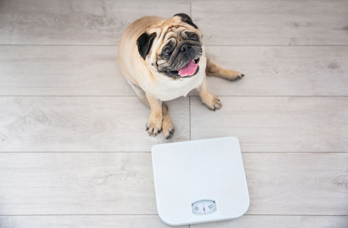 Корм для собак з корекцією ваги