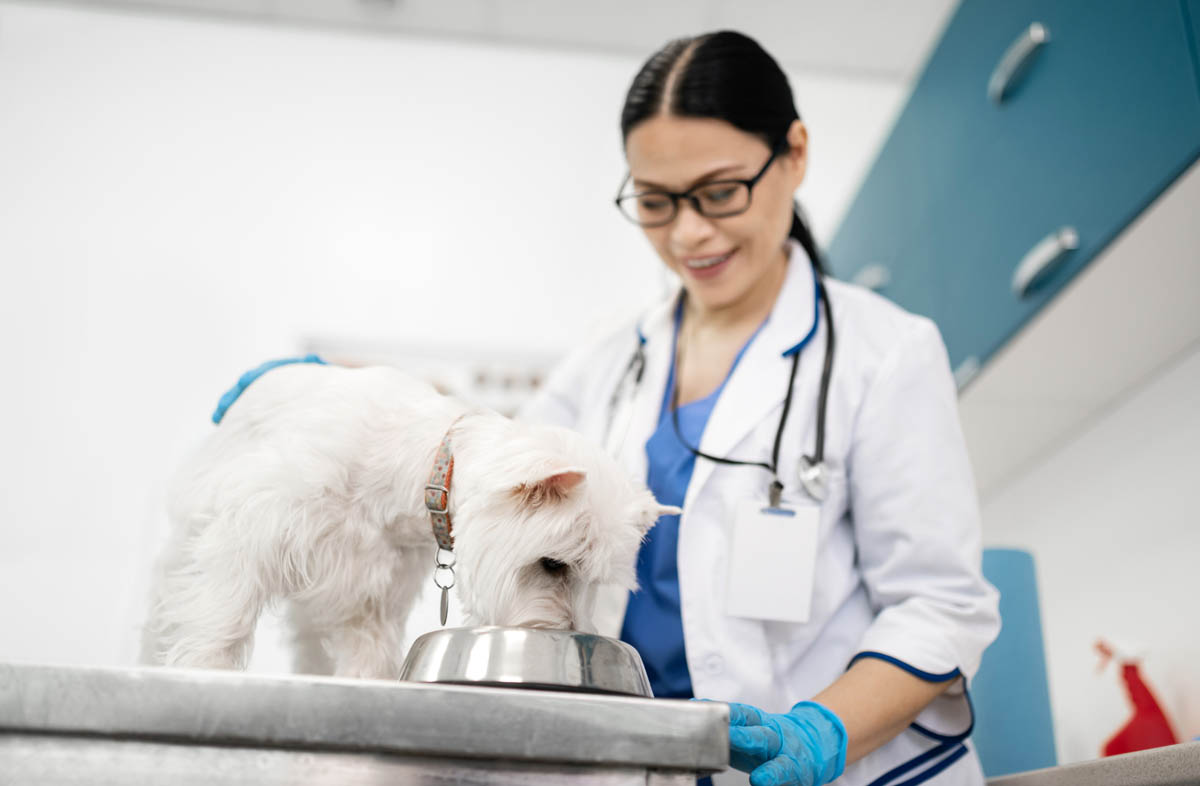 Корм для собак з високим вмістом білка