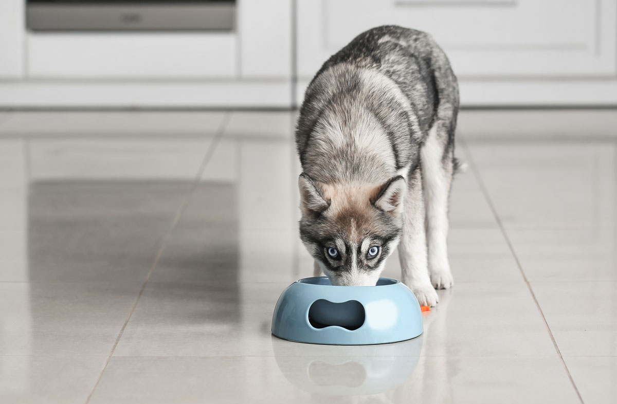 Корм для собак зі зниженим вмістом білка