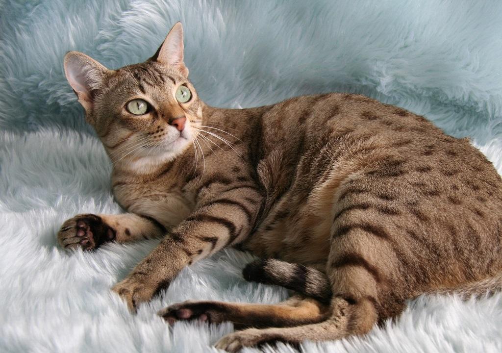 Коричневий австралійський міст