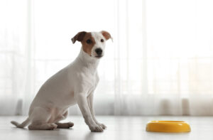 Неправильне харчування собак.