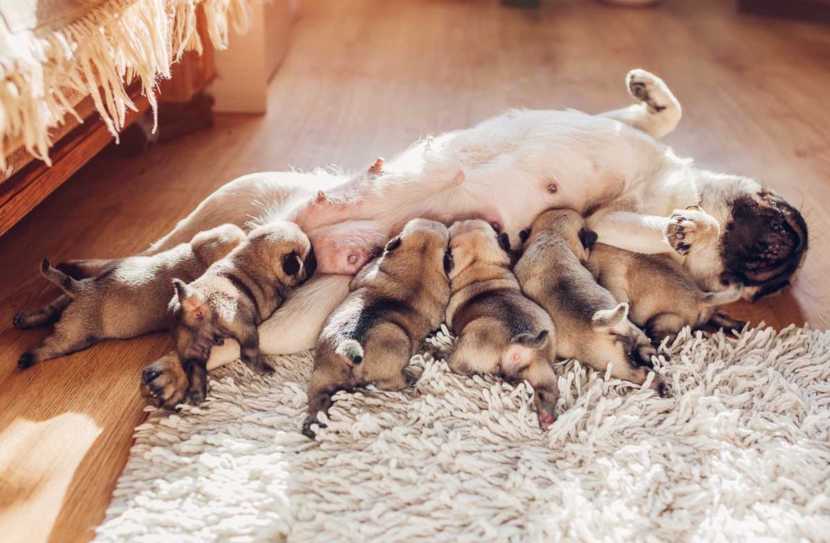 Норми і режим годування вагітних і годуючих собак