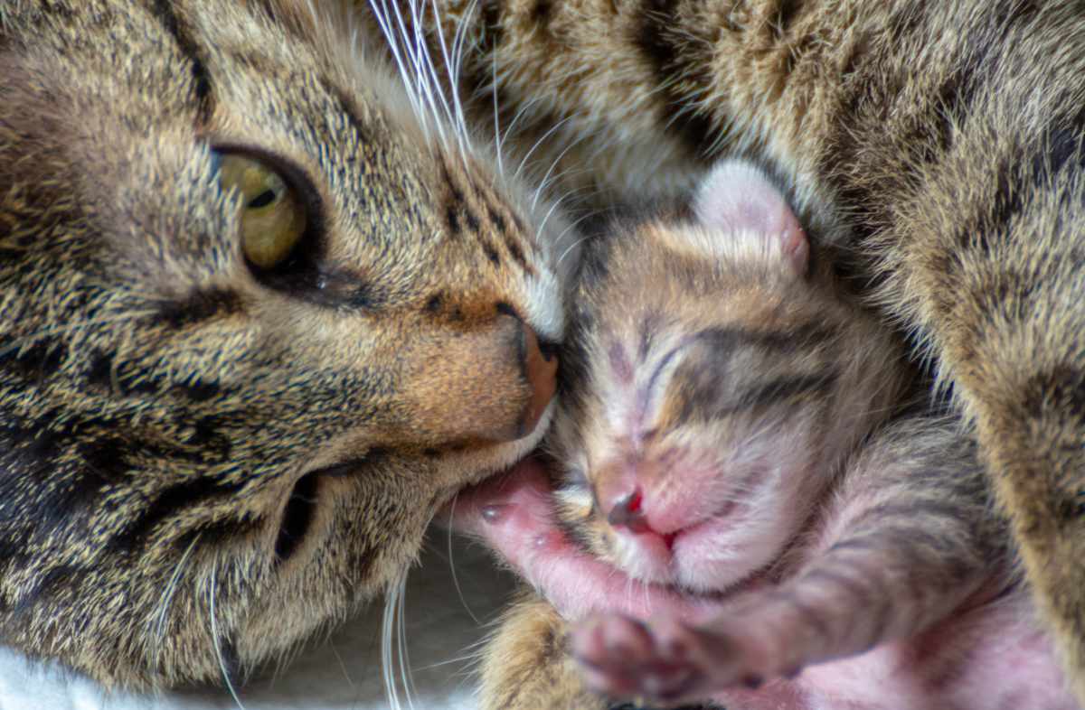 Особливості раціону годуючої кішки