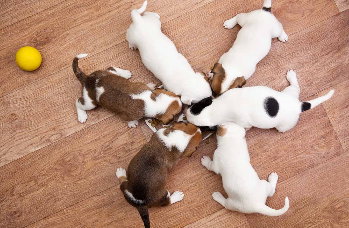 Підсисний період: переведення цуценят з молока на корм