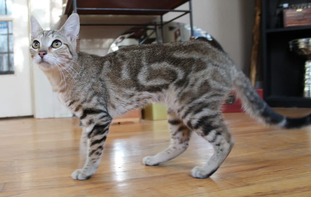 Порода кішки Сококе