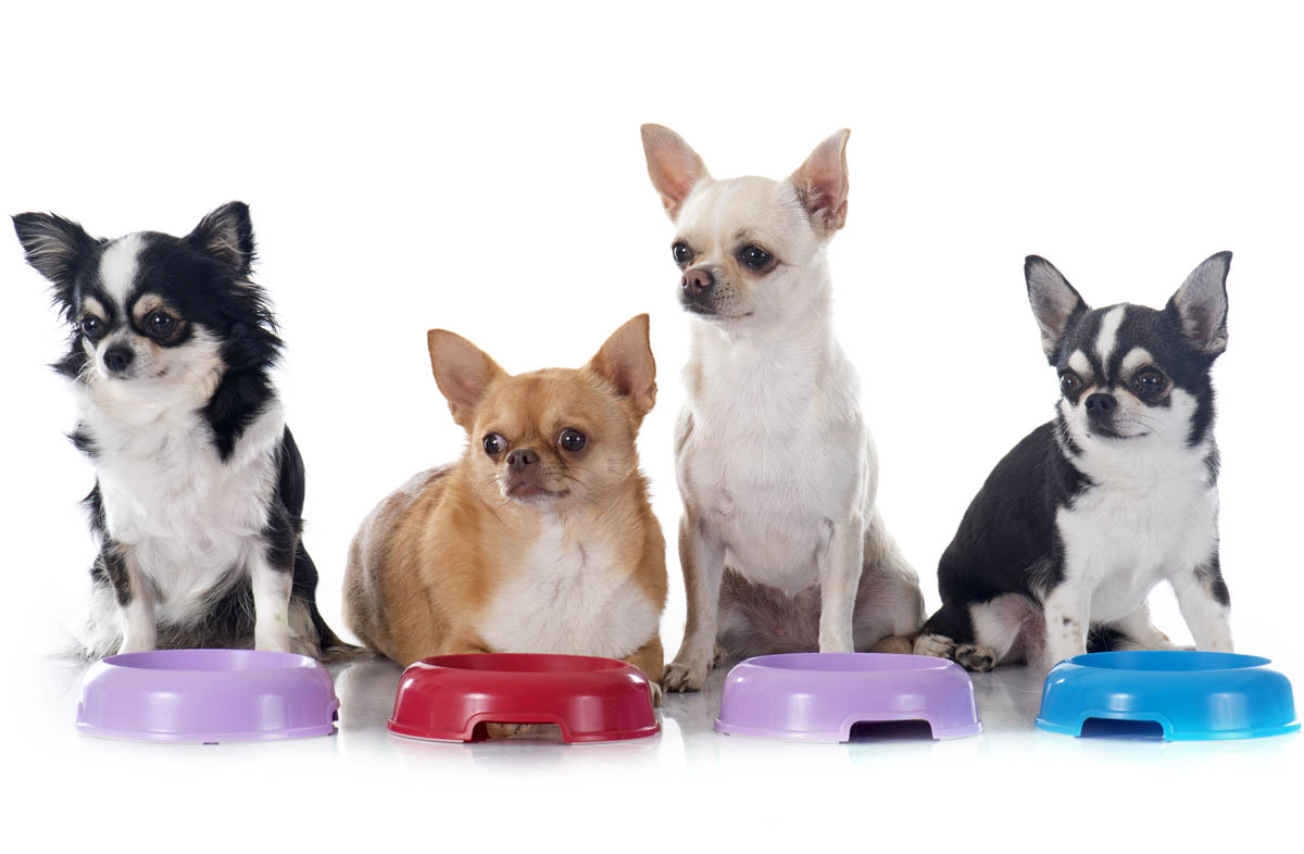 Порода собак чихуахуа: харчування